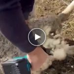Foarfece Brixon AKU pentru oi, cai și vite + Baterie de rezervă – video